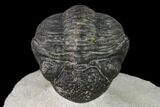 Bargain, Pedinopariops Trilobite - Mrakib, Morocco #138089-3